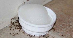 Discover eight homemade ways to get rid of ants
