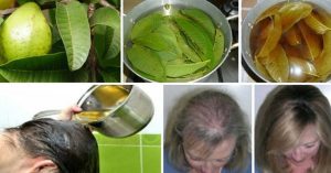 La hoja de guayaba aporta brillo, volumen y reduce la caída del cabello hasta en un 100%
